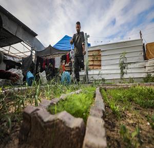 محمد نصير (44 عاما) فقد منزله وساقه اليسرى في عدوان الاحتلال على قطاع غزة، يستغل أرضه في زراعة الخضراوات على أمل تحسين ظروف معيشته والسفر من أجل العلاج