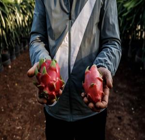 مزرعة لإنتاج ثمار فاكهة التنين في بلدة عرانة شمال مدينة جنين. 