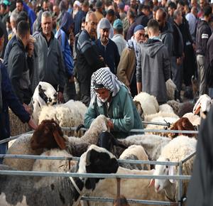 مواطنون يتوافدون إلى "سوق الحلال" لبيع وشراء المواشي في مدينة الخليل مع اقتراب عيد الأضحى المبارك استعدادا لإحياء شعائر العيد