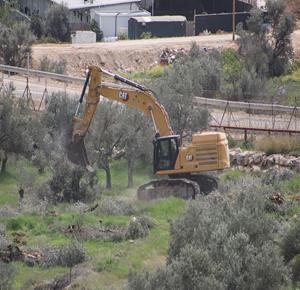 قوات الاحتلال تقتلع مئات أشجار الزيتون في أراضي المواطنين في المنطقة المحاذية لجدار الفصل والتوسع العنصري في قرية دير قديس غرب رام الله