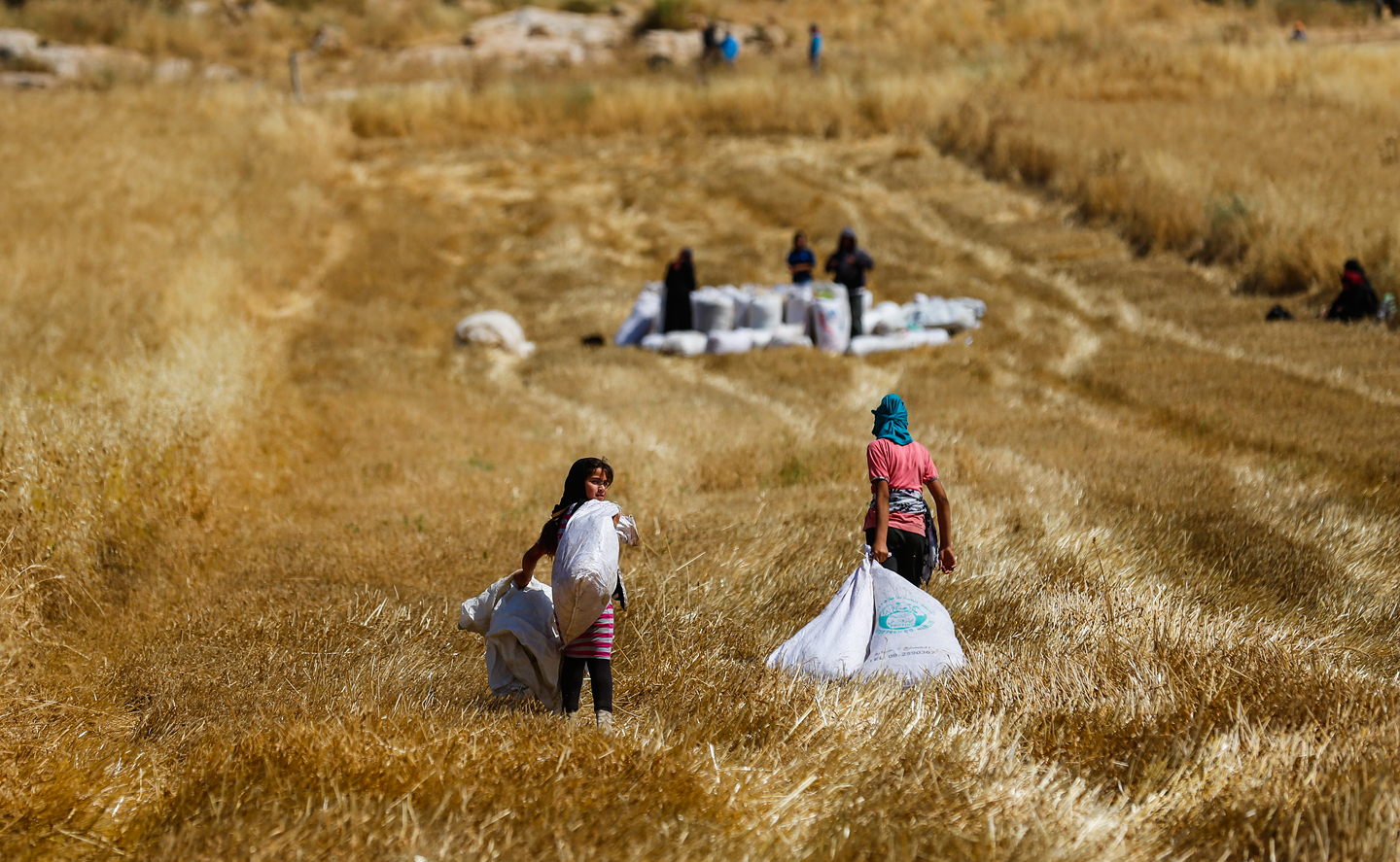 مواطنون يحصدون القمح في قرية المغير قبل موعد حصاده بعد تهديد المستوطنين بحرق الأراضي المزروعة (أرشيف وفا) 